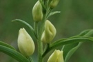 Cephalanthera damasonium